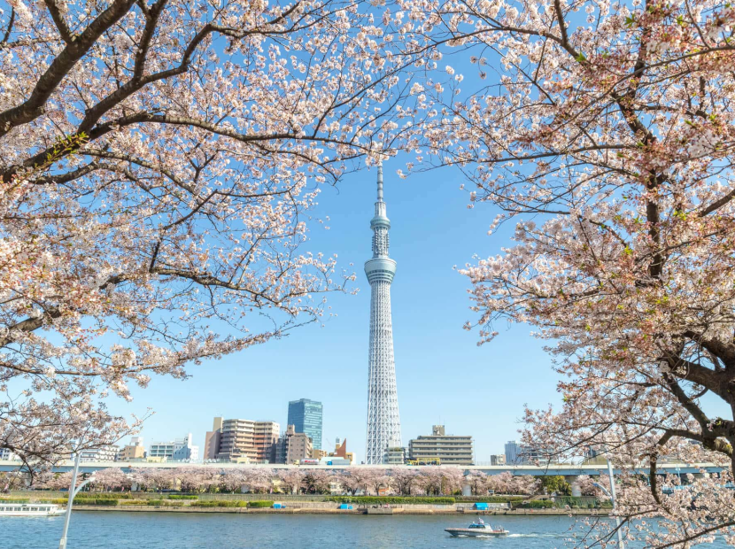 NHẬT BẢN MÙA HOA ANH ĐÀO | TOKYO - YAMANASHI - NAGOYA - KYOTO - OSAKA