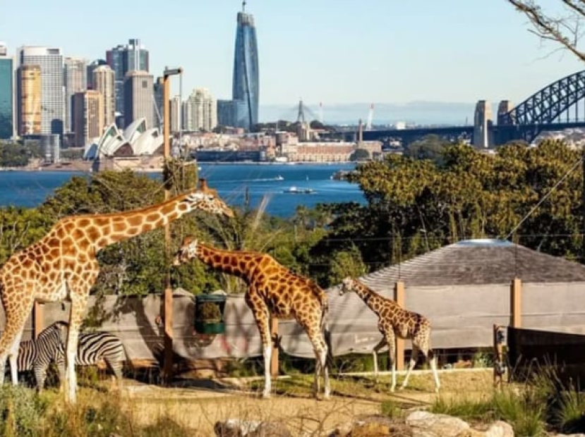 KHÁM PHÁ NƯỚC ÚC | MONO SYDNEY