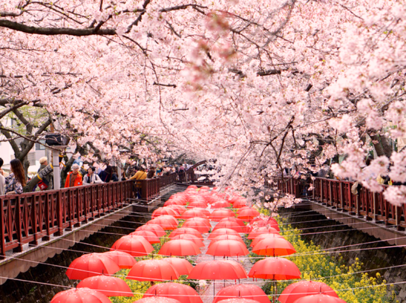 MÙA XUÂN HÀN QUỐC | BUSAN - SEOUL - LÀNG CỔ NAMSAN - CÔNG VIÊN YEOUIDO