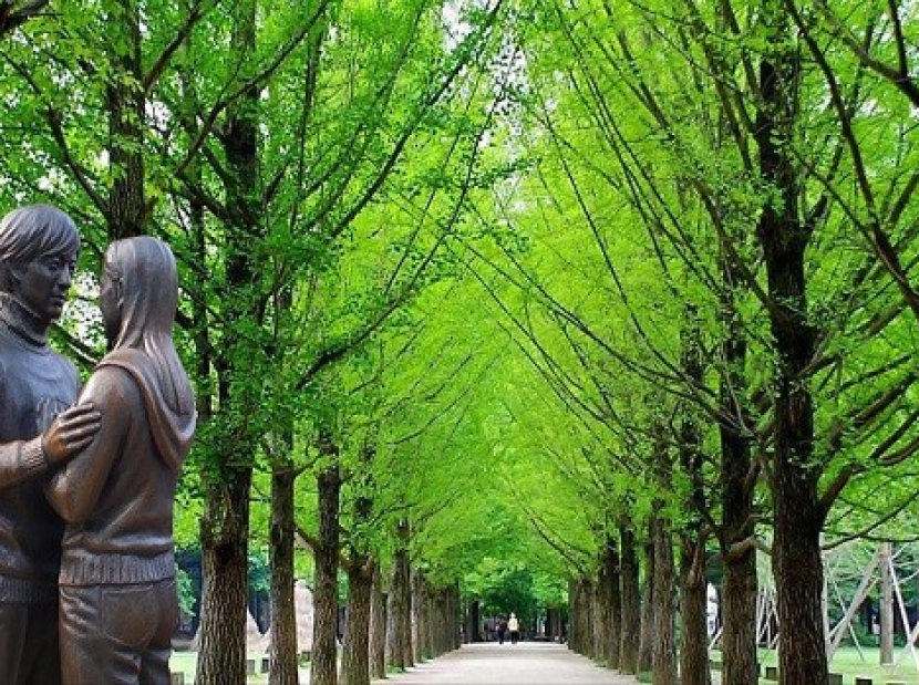 MÙA XUÂN HÀN QUỐC - NGẮM HOA ANH ĐÀO | SEOUL - NAMI - EVERLAND