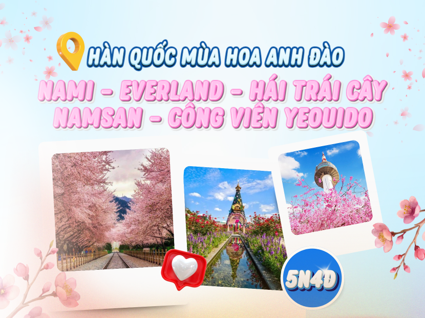 HÀN QUỐC MÙA HOA ANH ĐÀO | NAMI - EVERLAND - HÁI TRÁI CÂY - CÔNG VIÊN YEOUIDO 