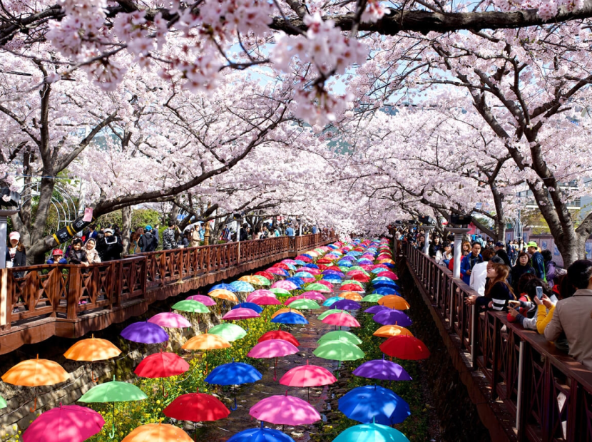 MÙA XUÂN HÀN QUỐC | BUSAN - SEOUL - LÀNG CỔ NAMSAN - CÔNG VIÊN YEOUIDO