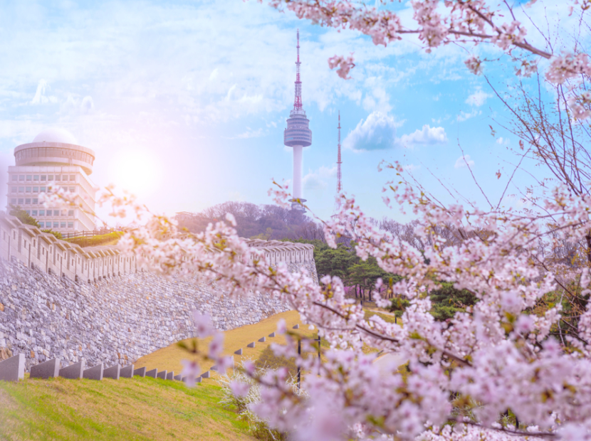 HÀN QUỐC MÙA HOA ANH ĐÀO | NAMI - EVERLAND - HÁI TRÁI CÂY - CÔNG VIÊN YEOUIDO 