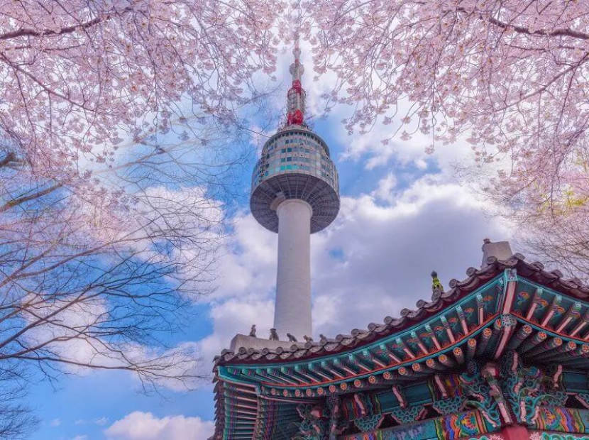 MÙA XUÂN HÀN QUỐC - NGẮM HOA ANH ĐÀO | SEOUL - NAMI - EVERLAND