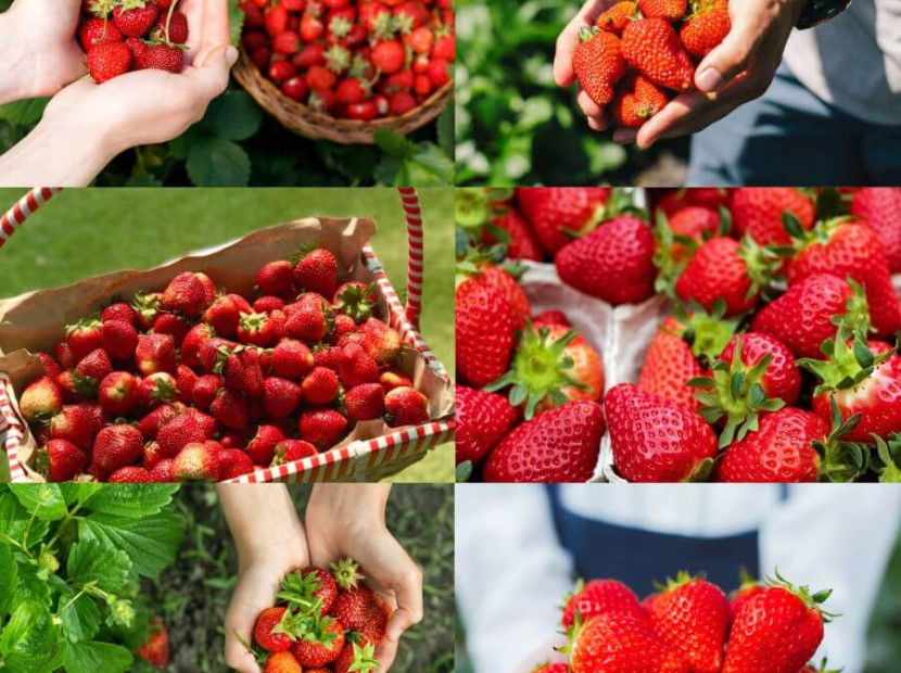 DU XUÂN HÀN QUỐC | SEOUL - NAMI - EVERLAND - TRƯỢT TUYẾT ELYSIAN | KOREA AIR