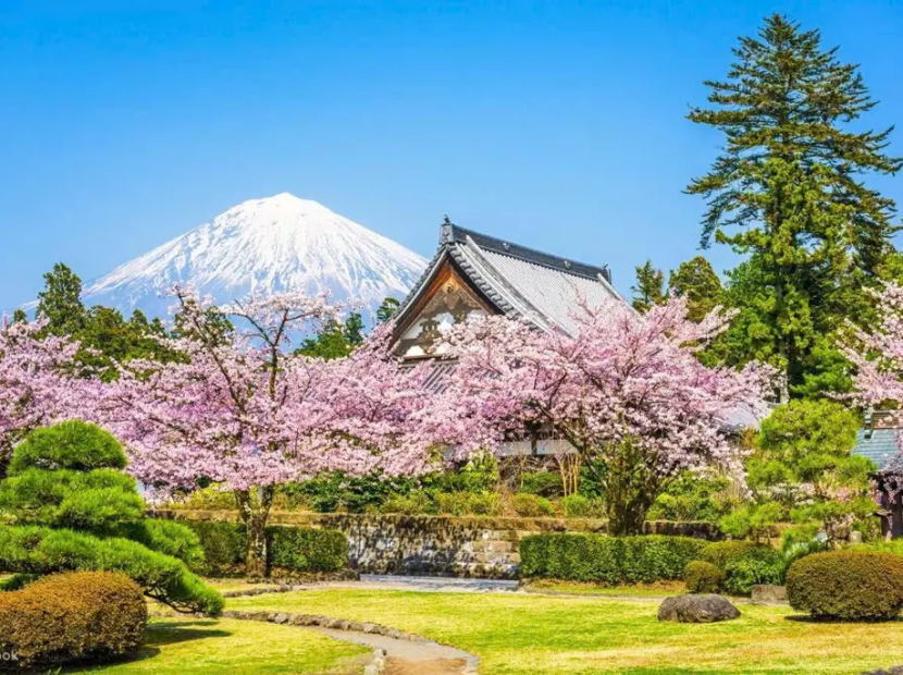 NHẬT BẢN MÙA HOA ANH ĐÀO | TOKYO - YAMANASHI - NAGOYA - KYOTO - OSAKA